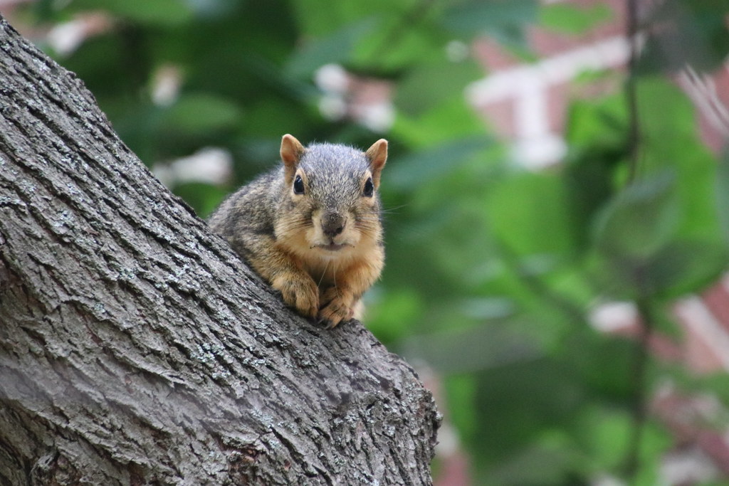 Squirrels in Ann Arbor at the University of Michigan (August 28th, 2018