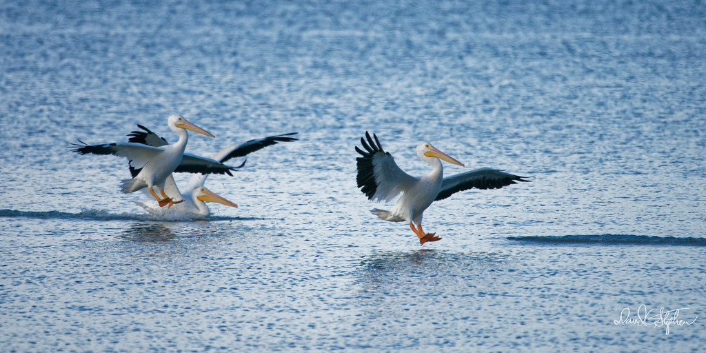 Pelicans Land American white pelicans come in to land in C… Flickr