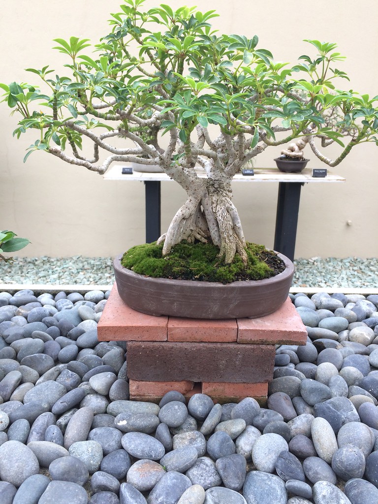 Bonsai tree, Brooklyn Botanic Garden Allison Meier Flickr
