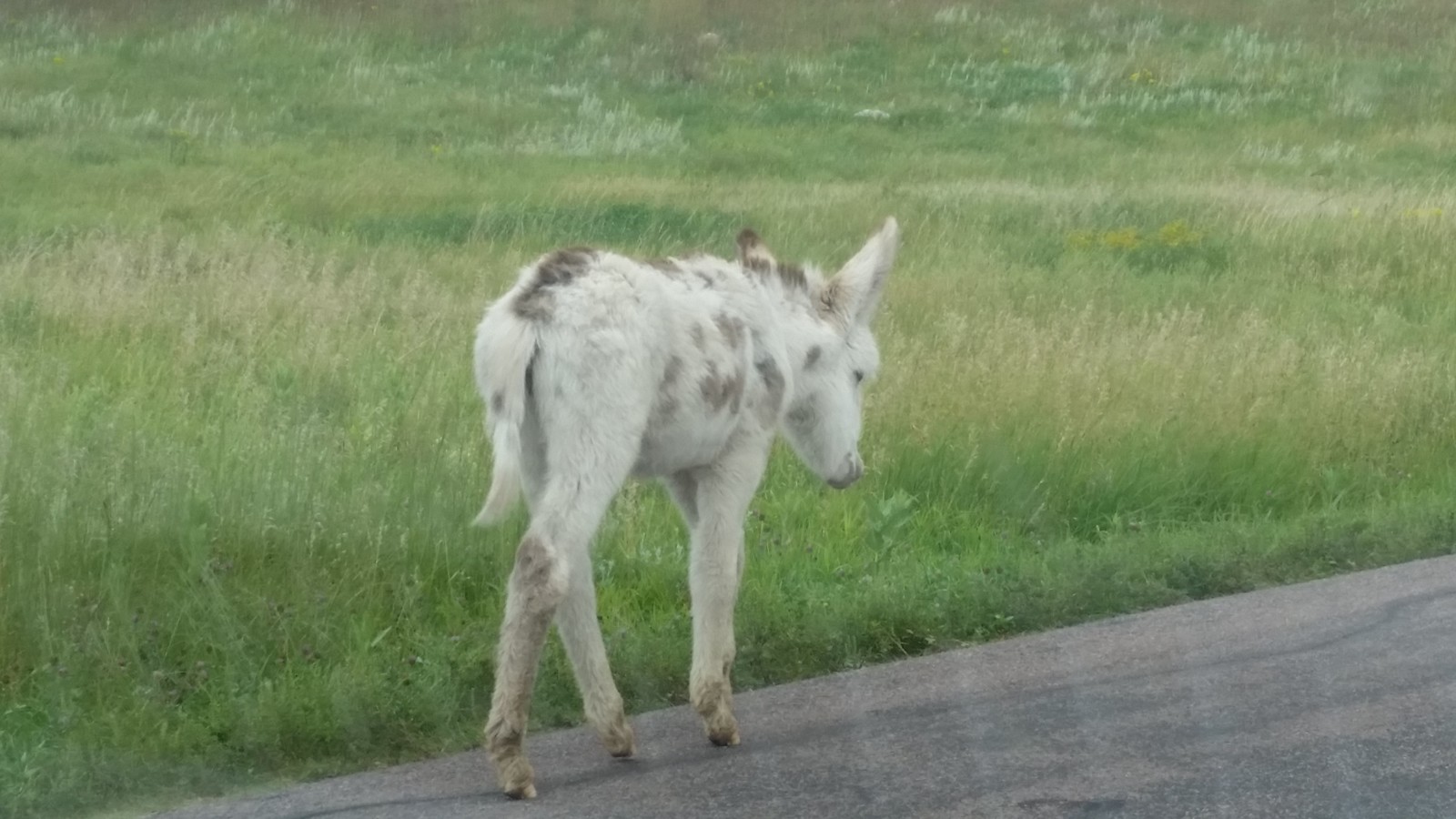 Custer State Park, SD August 2018 Flickr