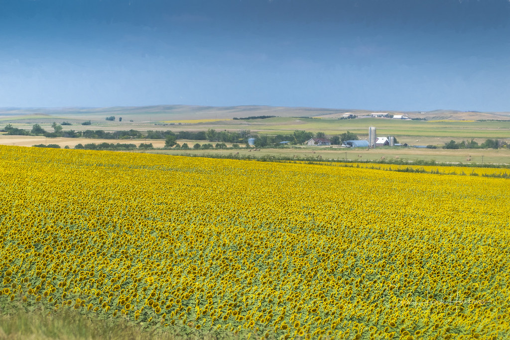Sunflower Farms of South Dakota South Dakota produces the … Flickr