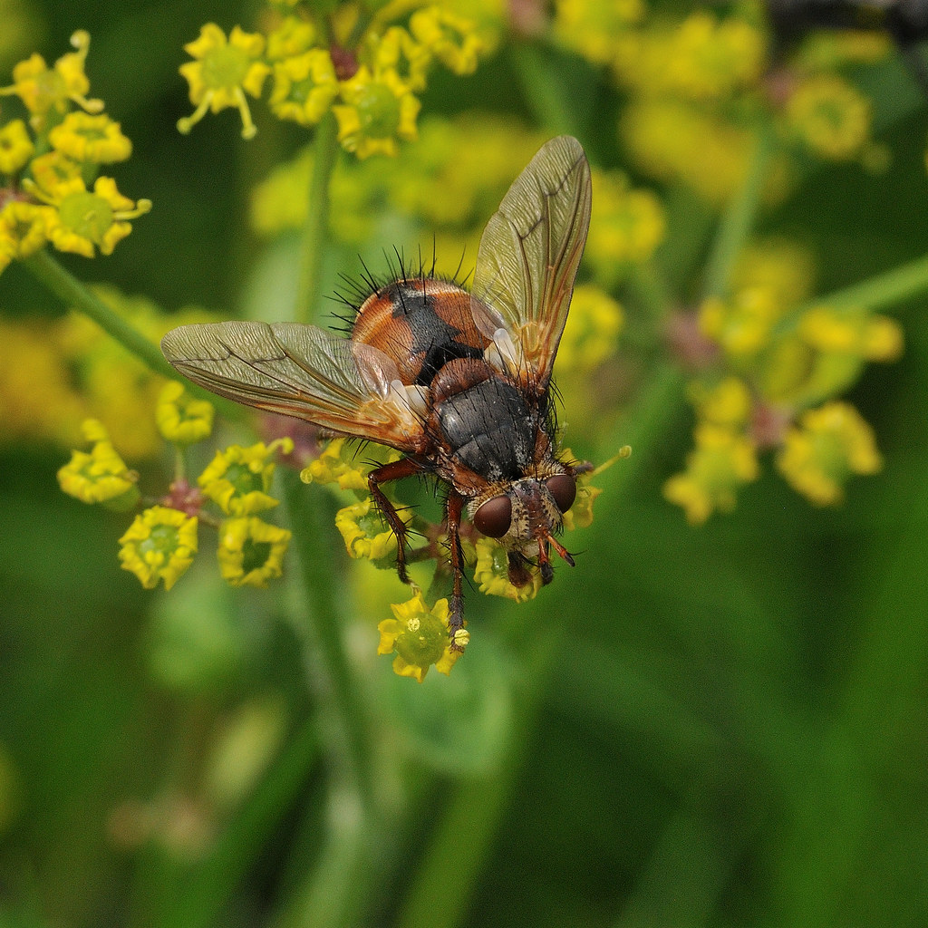 Tachina fera Tachinidae 2/9/2018 Newton Burrows, Porthcawl… Flickr