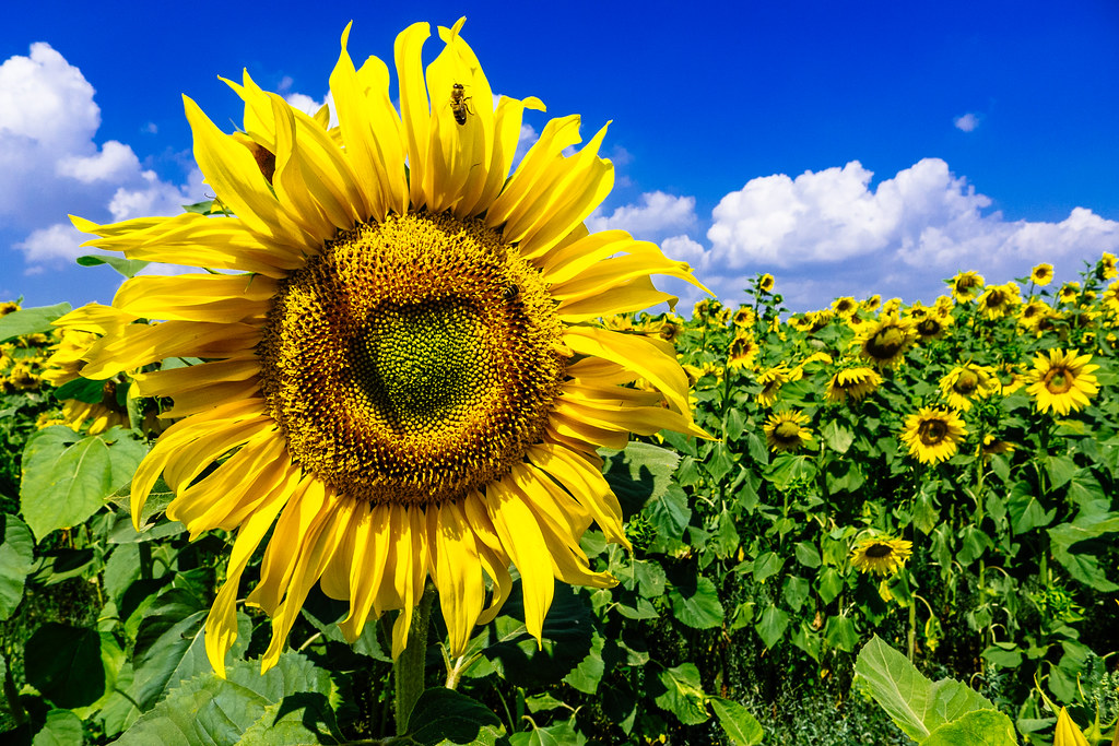 GirAlmuerzo (251/365) Camino'18 Alija del Infantado, Leó… Flickr