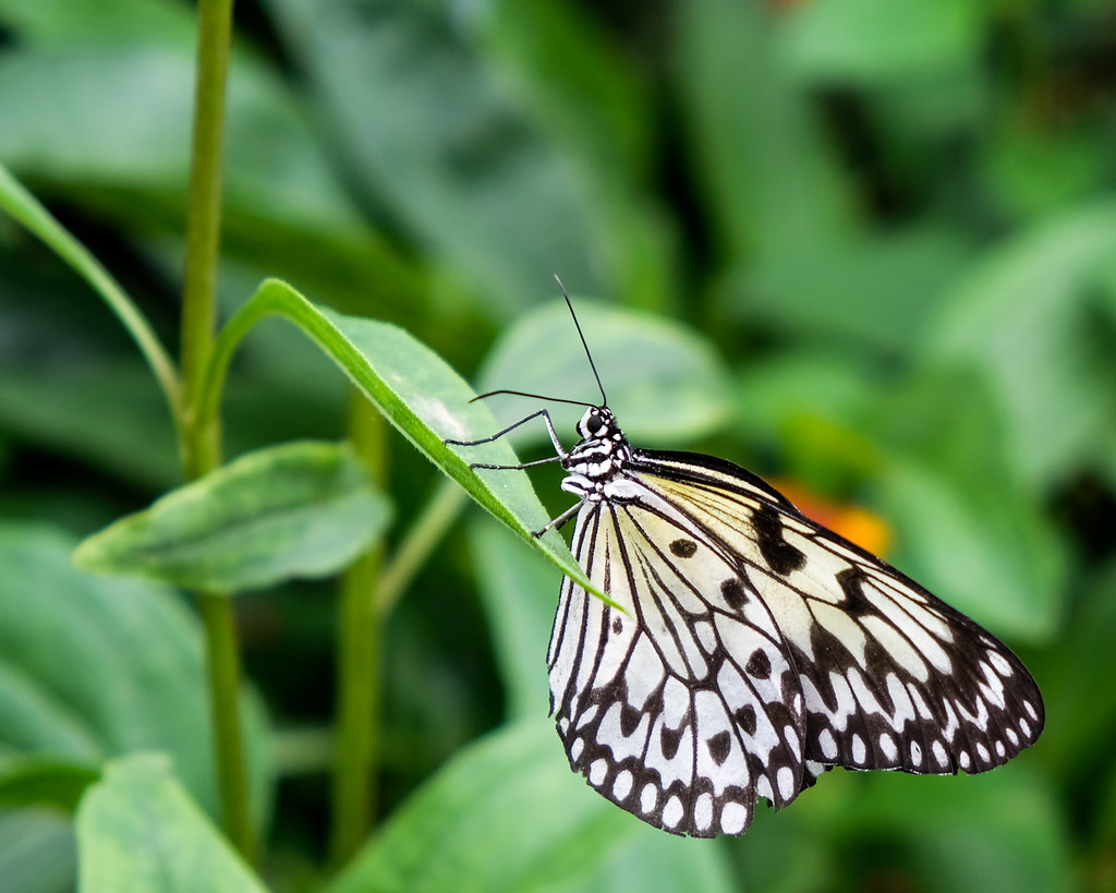 Paper Kite Butterfly from Asia 8/18/18 comozoo mysaintpau… Flickr