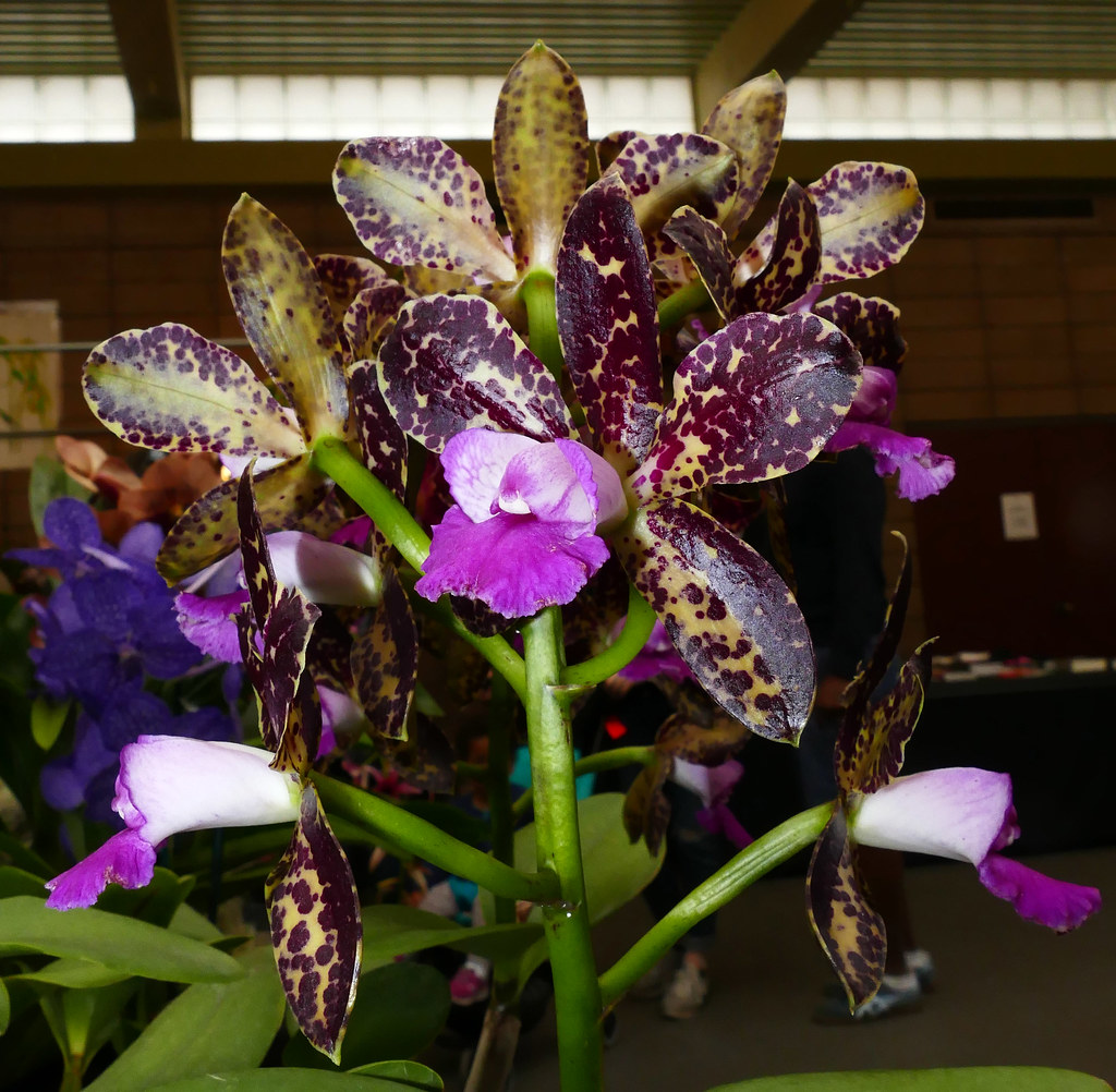 Black Cattleya Orchids Sakura Tucson