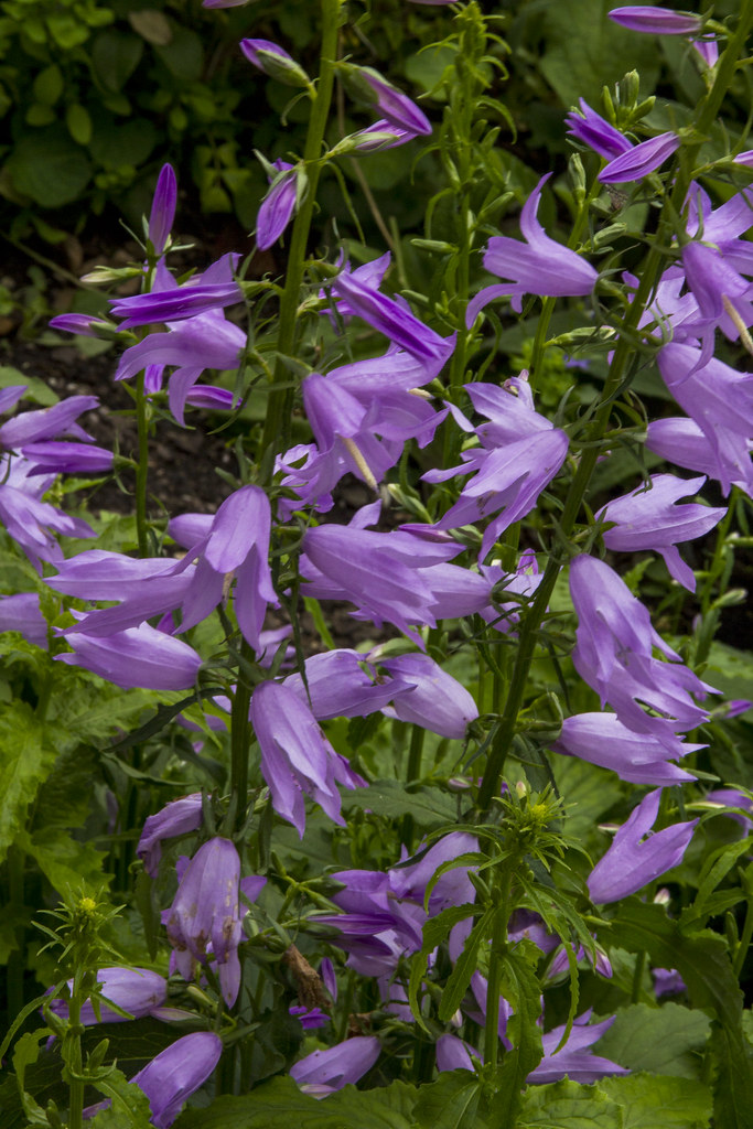 Nancy Steen Rose Garden Parnell 14westdesign