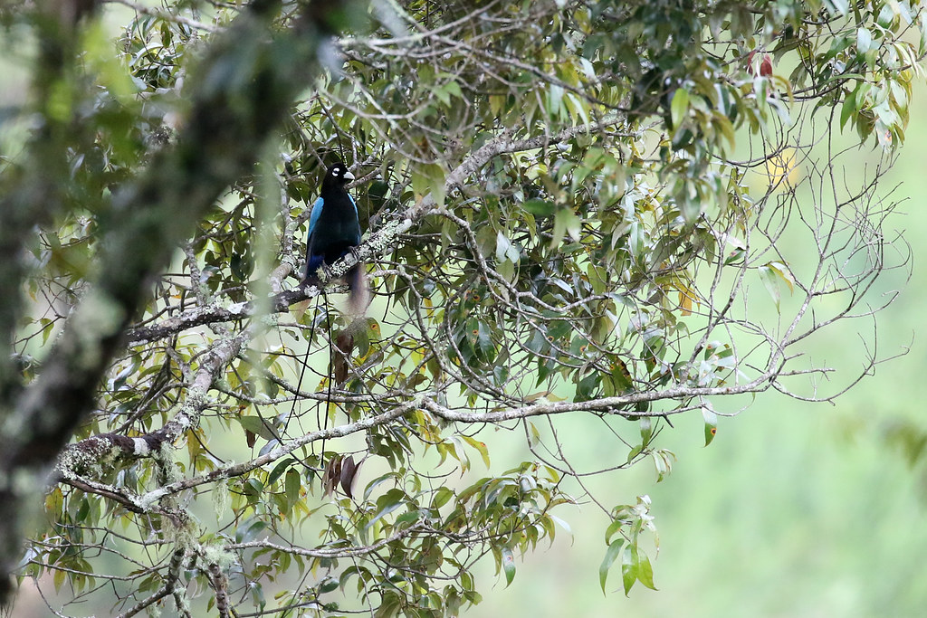 Blue Birdofparadise (Paradisaea rudolphi) Minembe Valley… Flickr