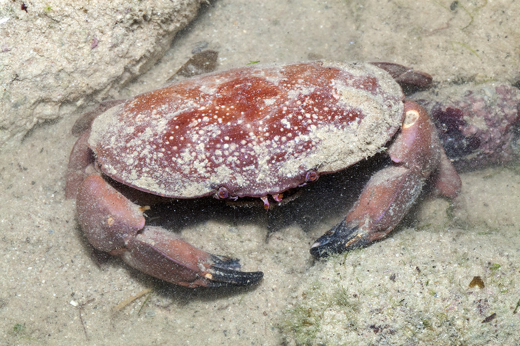 _MG_1452 Atergatis integerrimus red egg crab, Xanthidae