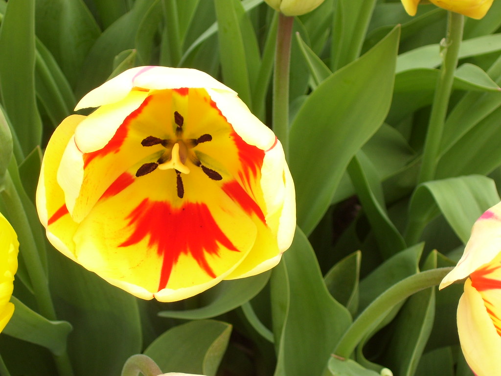 WoodBurn Tulip Festival Emma Loves you Flickr