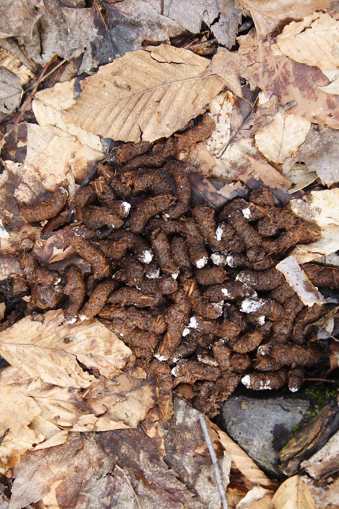 Turkey Scat OK, no naturalist can resist taking pictures o… Flickr