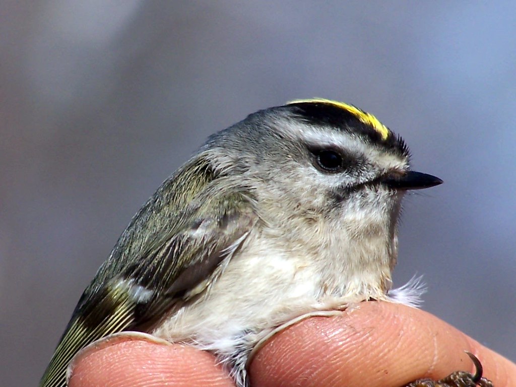 A Different Cutie Pie This is the first bird that the Toro… Flickr