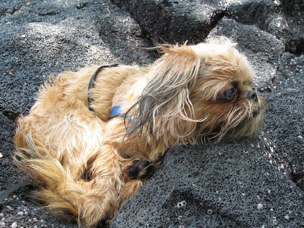 Why Does My Dog Bring Me Rocks