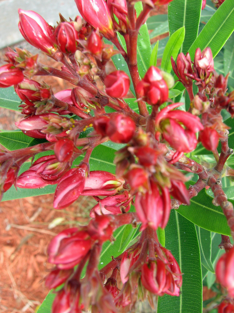 Flowers Daytona Beach Shores, FL. Russ Glasson Flickr