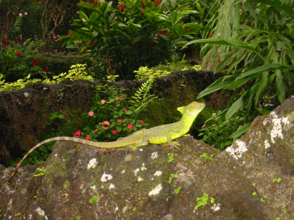 lizard.JPG These crazy lizards were everywhere at Los Lago… Flickr