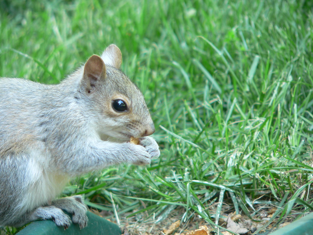 Baby Squirrel They are just soooo cute, but such a pain in… Tracy