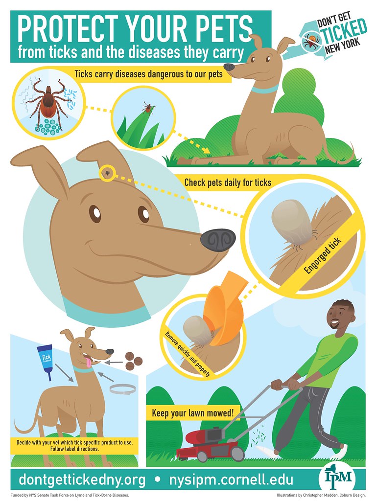 Protect your pets from ticks and tickborne disease Flickr