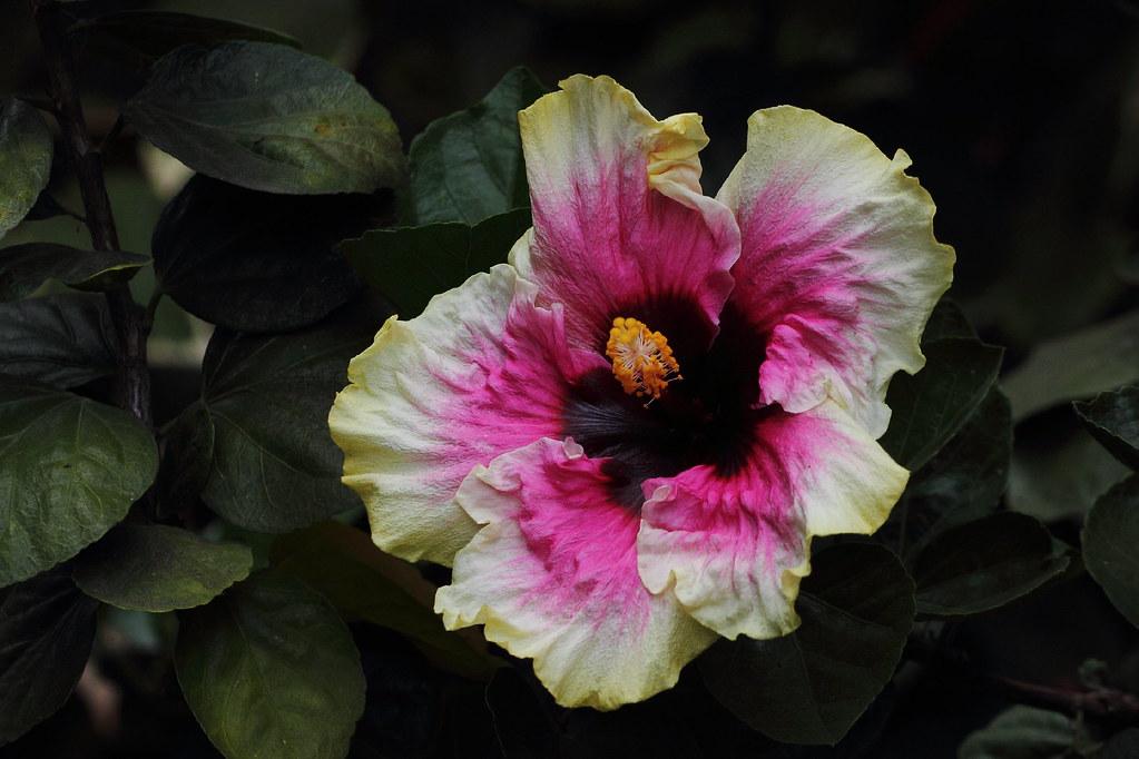 Hibiscus, San Diego Zoo IMG_4920 jlcummins Flickr
