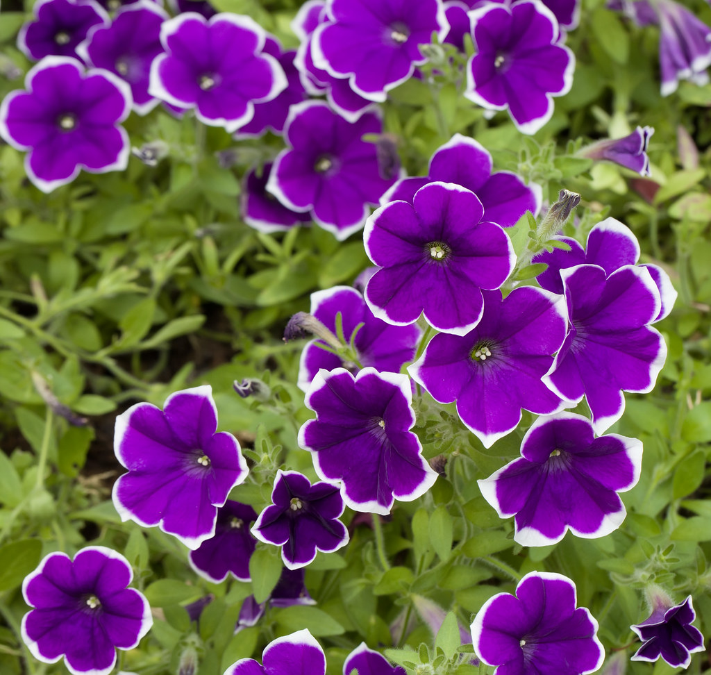 purple petunias Phipps Conservatory Pittsburgh Pa jimbobphoto Flickr