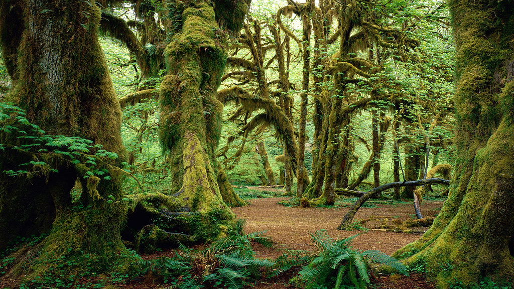 Descargar Fondos De Pantalla Bosque Gratis Descargar Fondo