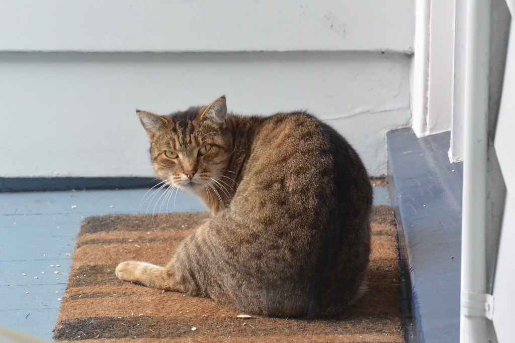 My Neighbors Cat I think the cat is a she, she sits outsid… Flickr