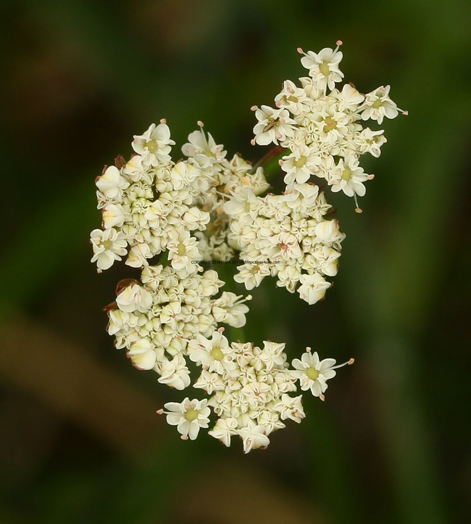 Parsley Waterdropwort (Oenanthe lachenalii) Lye Valley 18… Flickr