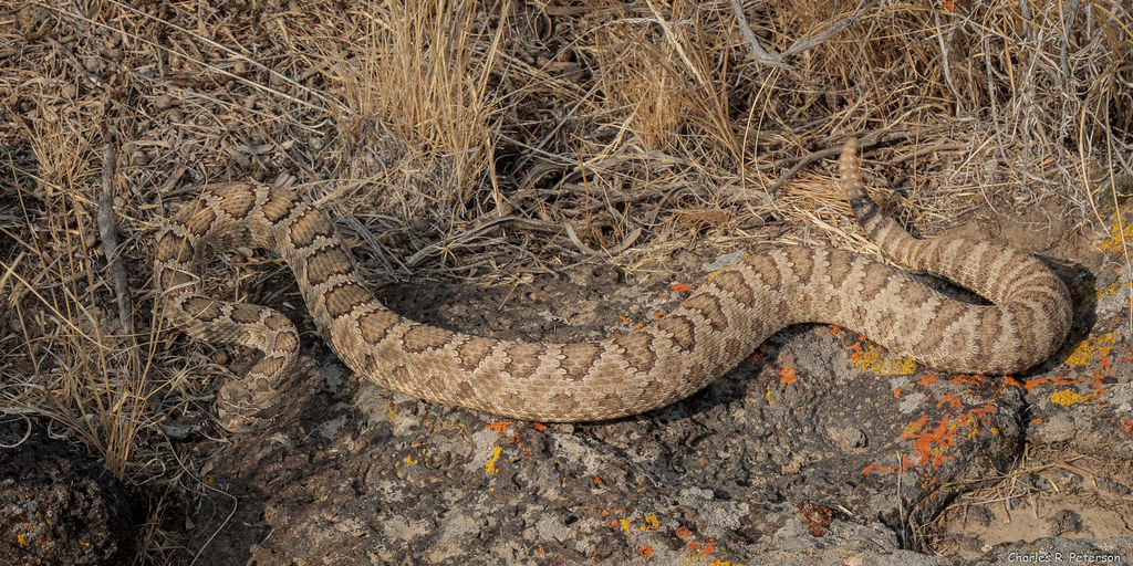 Adult Great Basin Rattlesnake Idaho Bingham County, Idah… Flickr