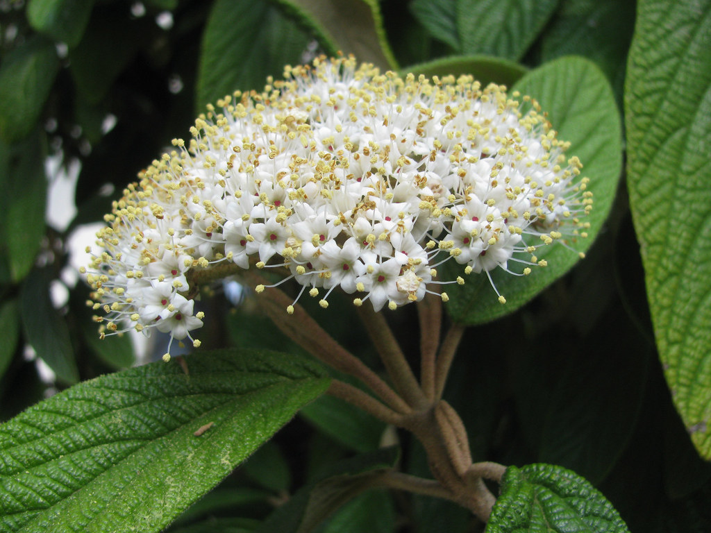 Viburnum rhytidophyllum LA Viburnum rhytidophyllum EN Le… Flickr
