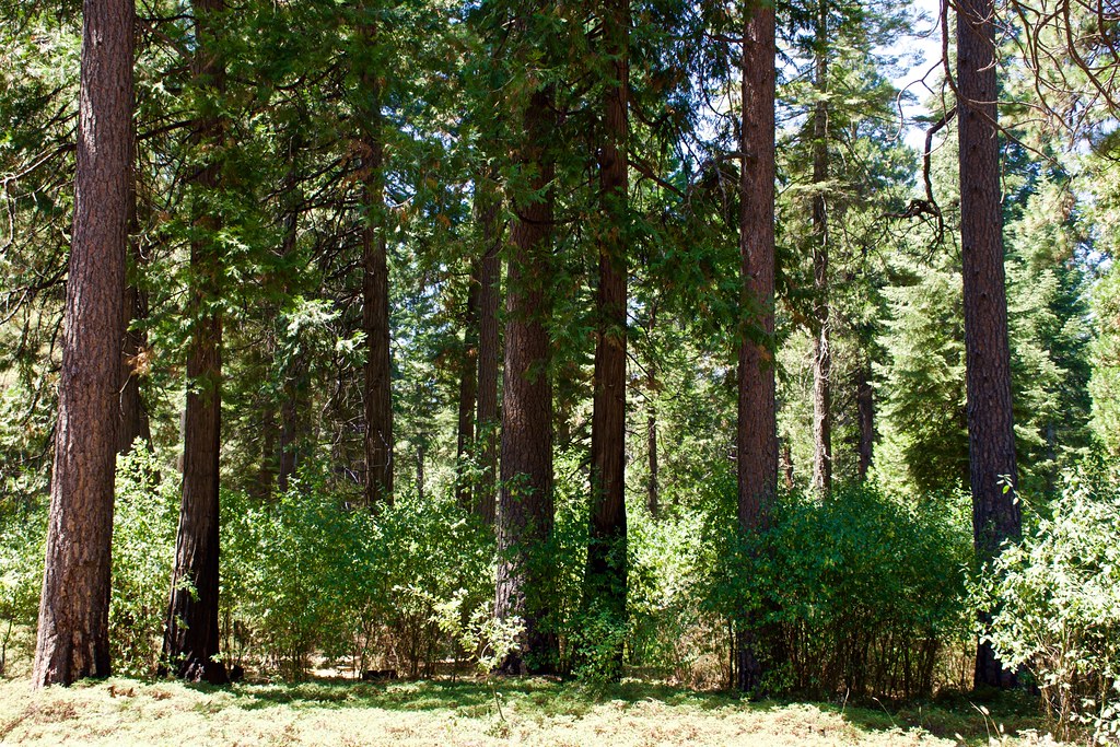 DSC_1643a5 A trip to El Dorado National Forest on 81620… Fred