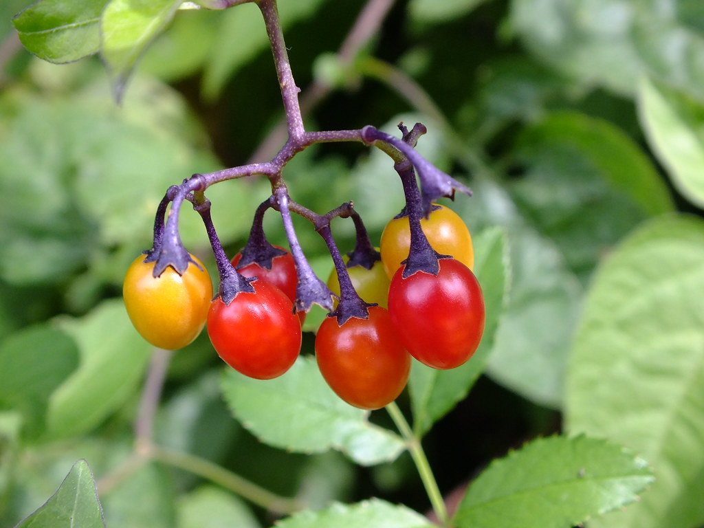 Bittersweet Nightshade Bittersweet nightshade has poison b… Flickr