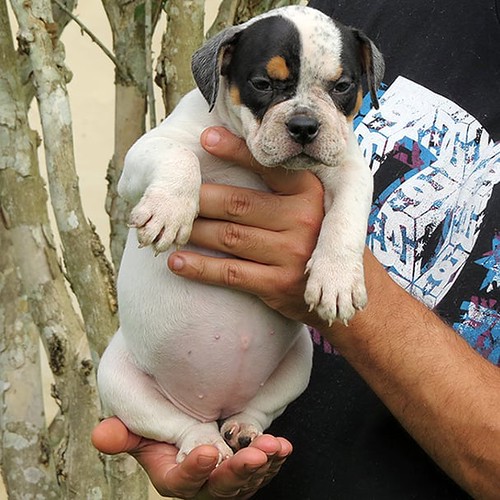 Fêmea American bully Pocket Informações ZAP 13.988392895… Flickr
