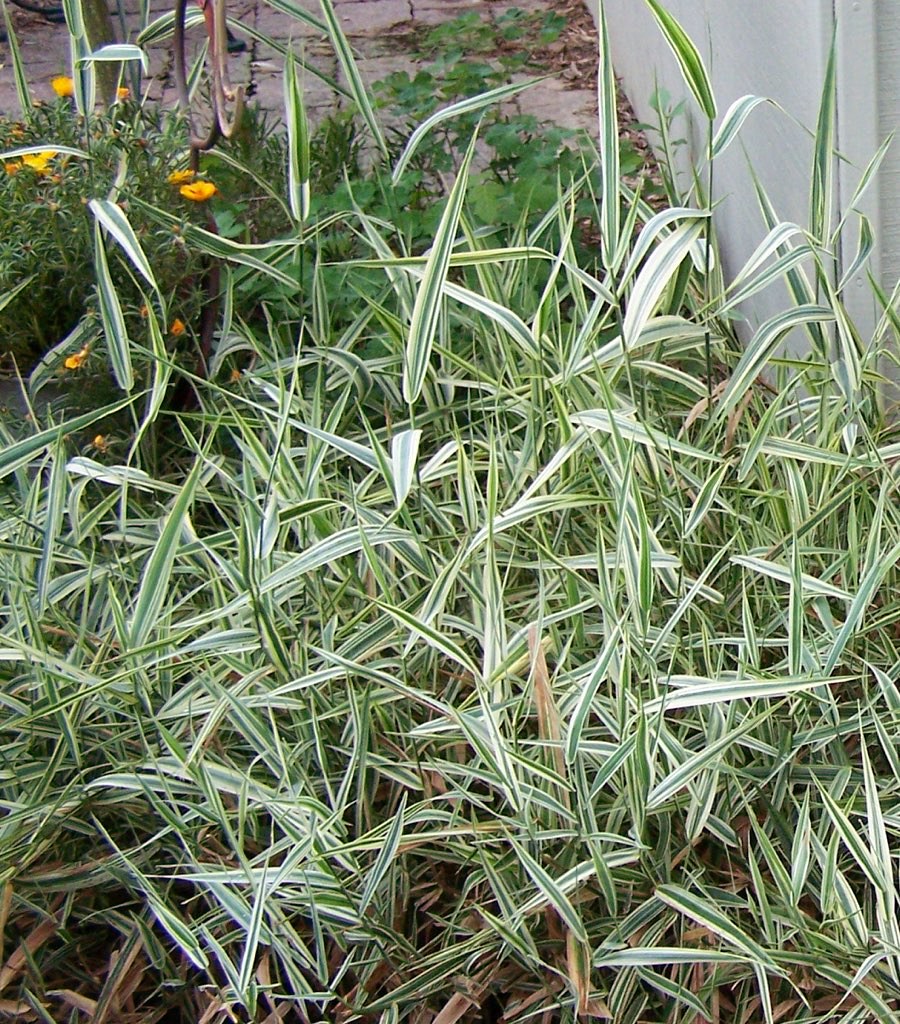 Ribbon Grass iloveflowers2 Flickr