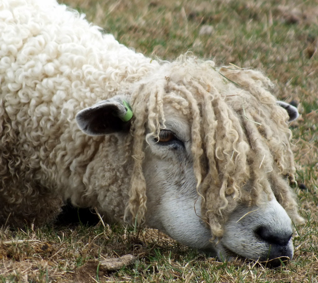 This Cotswold sheep has had enough! Kathryn Dobson Flickr