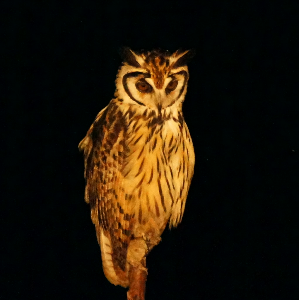 Striped Owl Amazon Cruise Aug 2018 Tim Ellis Flickr