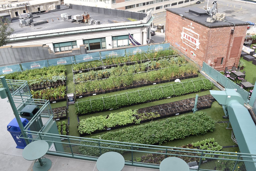Fenway Rooftop Farm Rooftop garden supplies stadium conces… Flickr