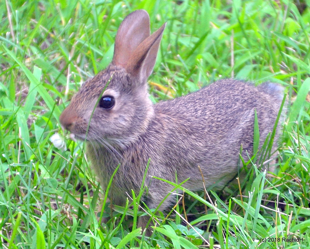 DSC_0248 Baby Eastern Cottontail Rabbit Sylvilagus flo… Flickr