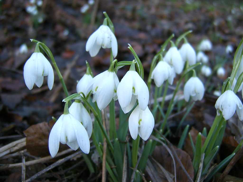 Snowdrops Fountains Abbey, Yorkshire Rob Glover Flickr
