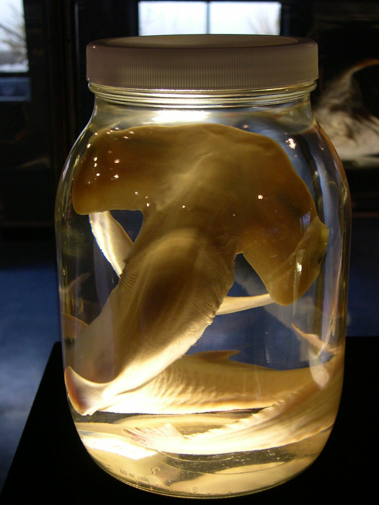 Hammerhead shark in jar WiredAfterMidnight Flickr
