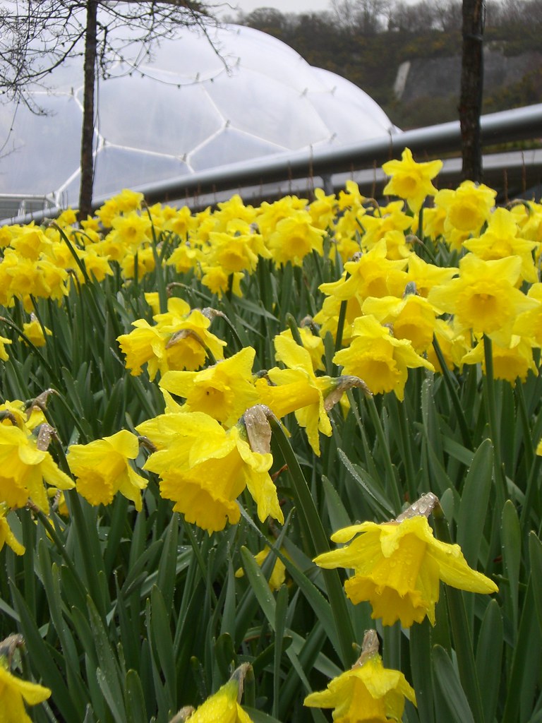 Daffodils outside the biomes Fimb Flickr