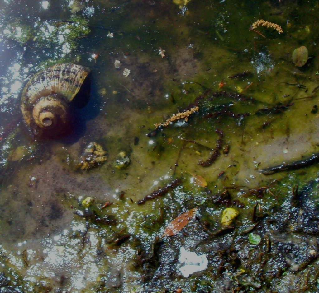 Pond Muck a photo on Flickriver