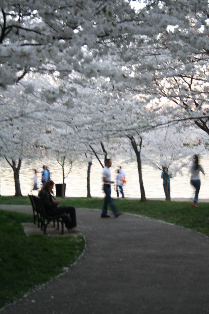 2007 Cherry Blossoms 211 Chamille Houston Flickr