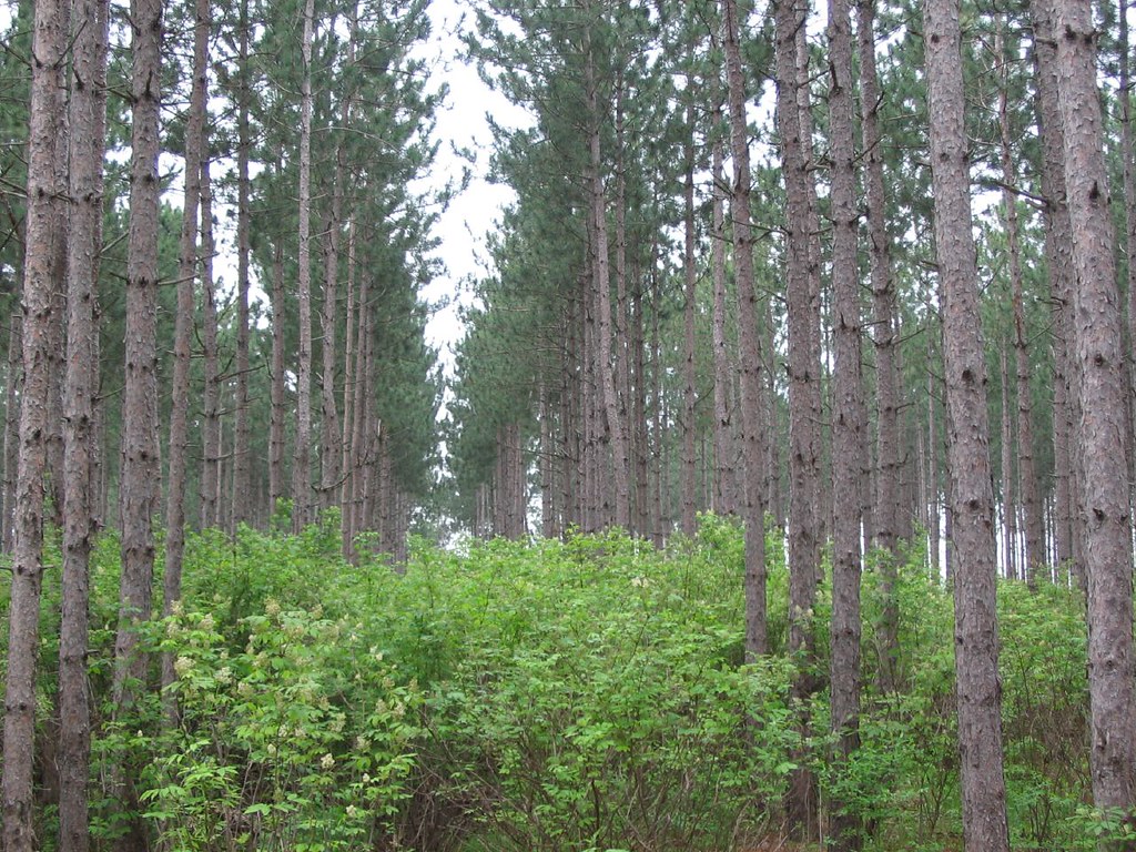 Understory shrub layer in thinned red pine, Mora MN Flickr