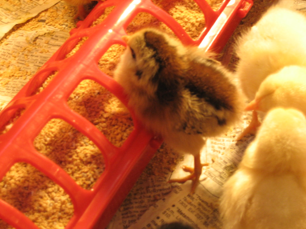 Baby Chick Some baby chicks early on at the start of the f… Flickr