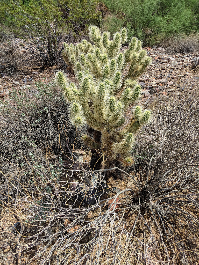 Jumping Cholla Cactus Scottsdale Arizona USA Get one of th… Flickr