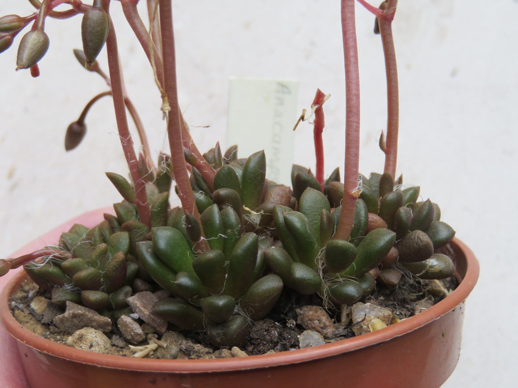 Anacampseros from Bradford auction Kathy__ Flickr