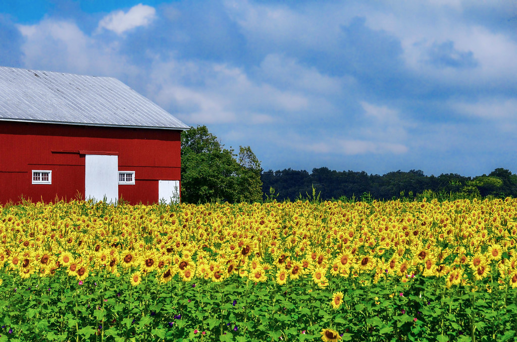 Ohio Farm Sunflower field, Fairborn, Ohio Thomas Dwyer Flickr