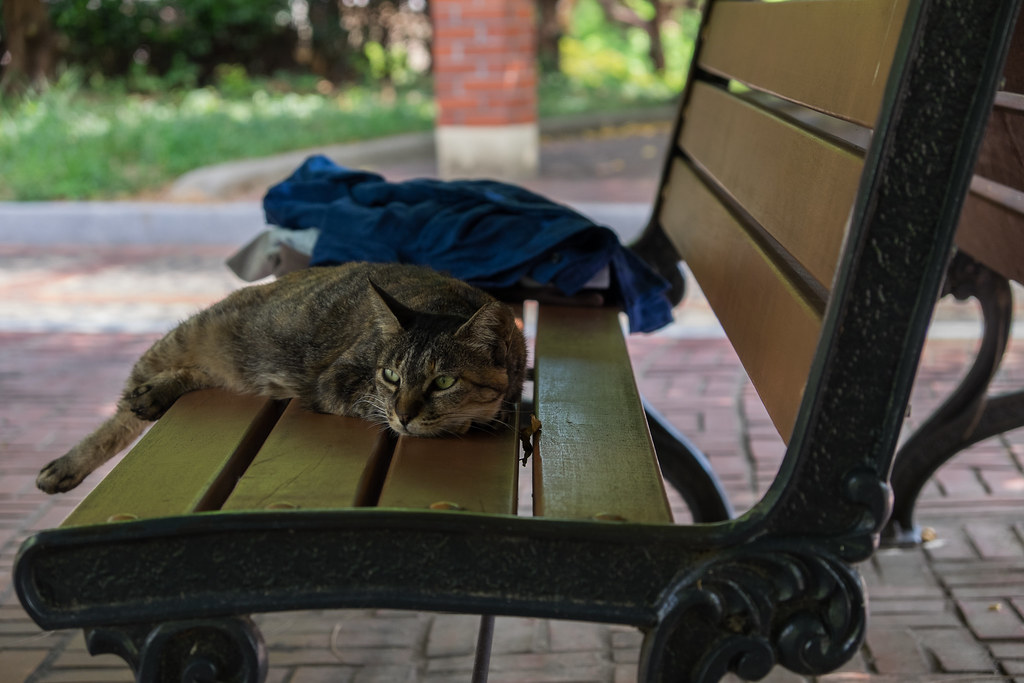 Cats Of Korea Flickr