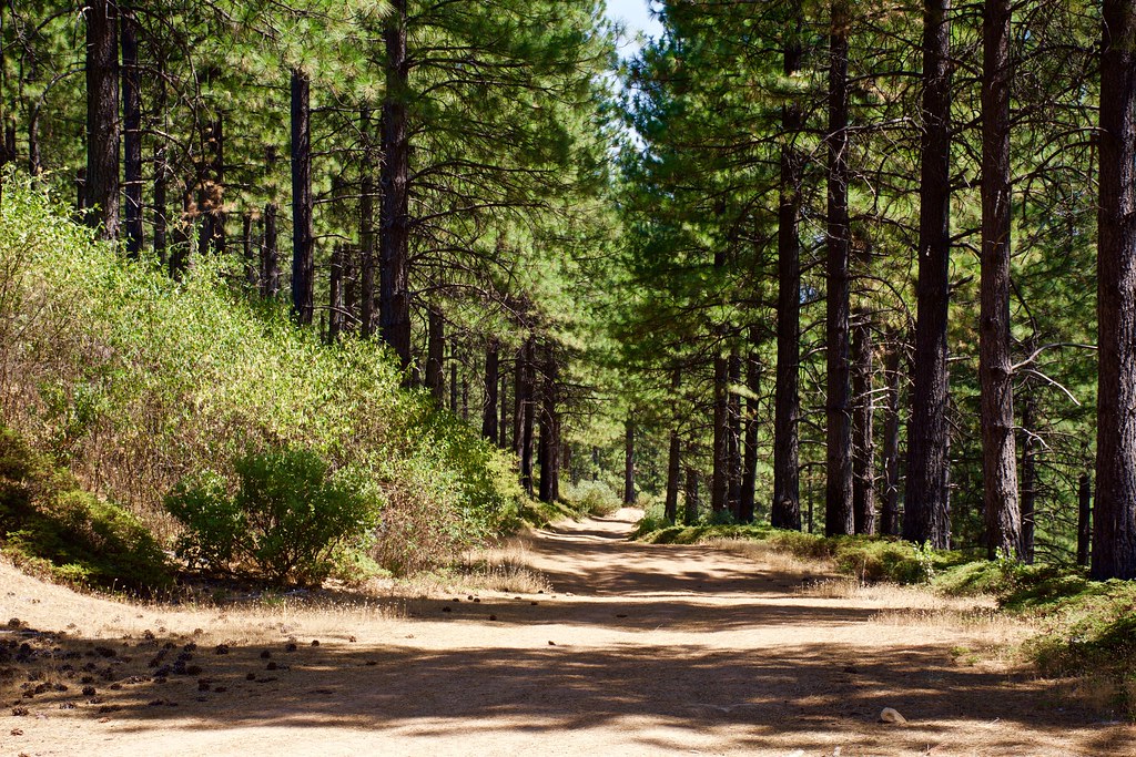 DSC_1652a9 A trip to El Dorado National Forest on 81620… Fred