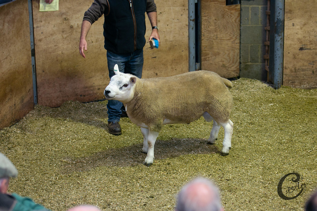 11sept18 RamSale138 Barnard Castle Auction Mart Flickr