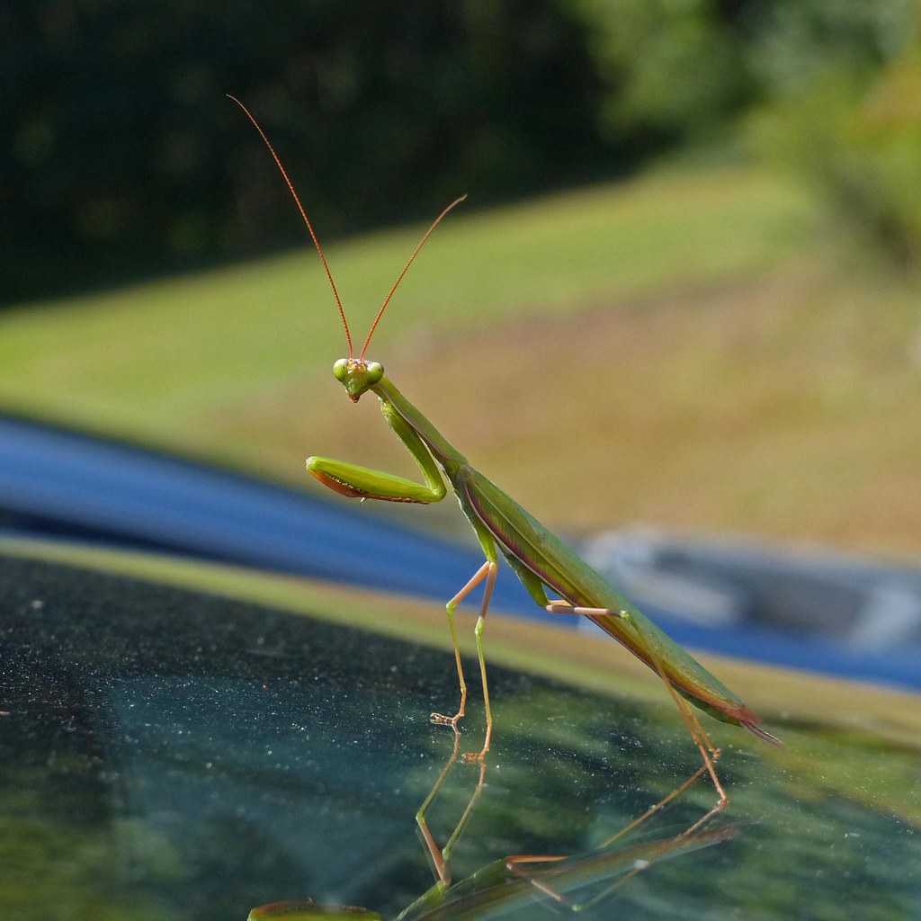 Praying Mantis, Dayton, Maine Lisa Shannon Flickr