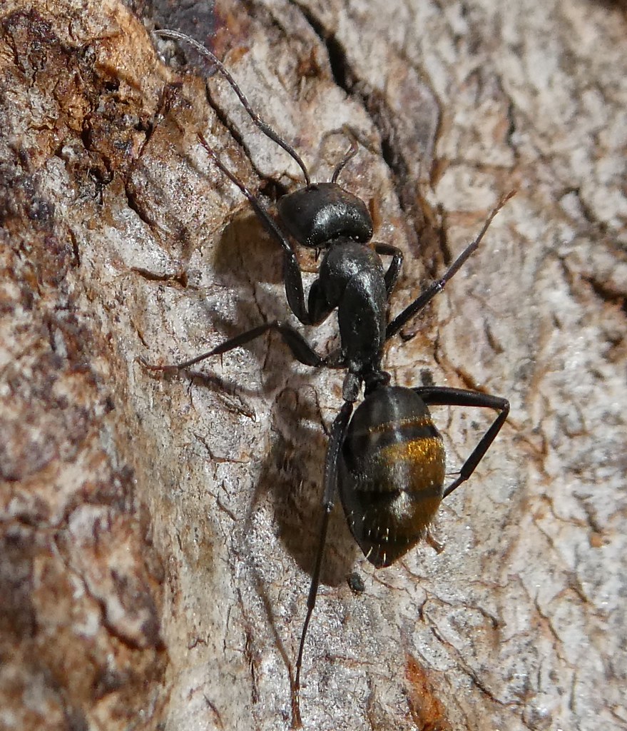 Goldentailed Sugar Ant Camponotus aeneopilosus. I decided… Flickr